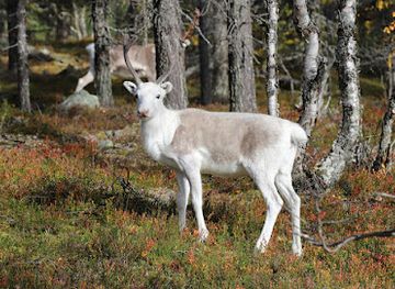 sweden/idre-fjall/landmark/reindeer-spot-point