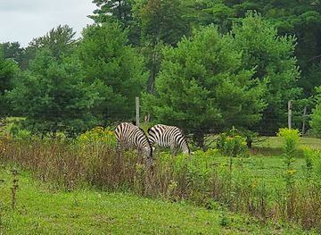 wisconsin/northwoods/landmark/wildwood-wildlife-park-zoo-safari