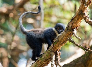 rwanda/eastern-province/landmark/nyungwe-national-park-rwanda