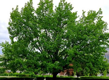 kazakhstan/southern-kazakhstan/landmark/giant-oak-at-the-square-of-independence