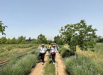 lebanon/bekaa-valley/landmark/massaya-lebanese-winery-tanail-bekaa-lebanon
