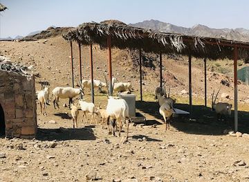 united-arab-emirates/hatta/landmark/mahmiyat-al-maha-al-arabi