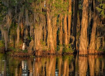 louisiana/atchafalaya-basin/landmark/the-atchafalaya-experience