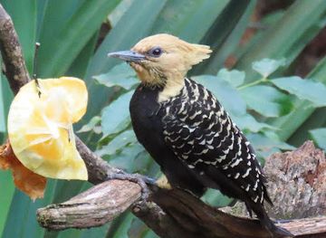 argentina/puerto-iguazu/landmark/birding-iguazu
