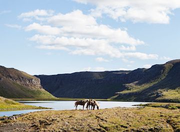 iceland/highlands/landmark/islandshestar