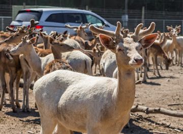 ohio/lake-erie-islands/landmark/african-safari-wildlife-park