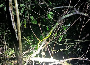 costa-rica/monteverde-cloud-forest/landmark/monteverde-night-tour