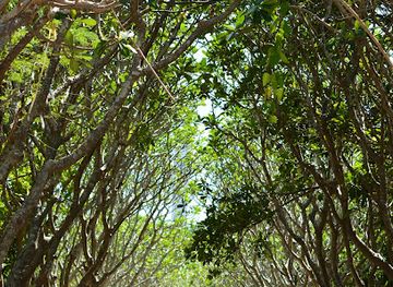 philippines/visayas/landmark/nogas-island