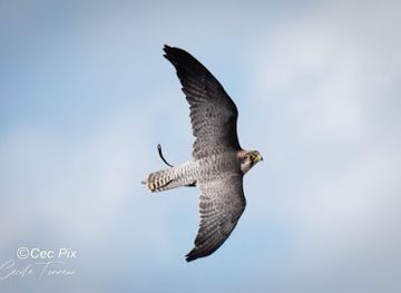 belgium/fagne-famenne/landmark/jardin-des-hiboux