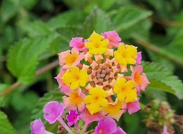 california/inland-empire/landmark/california-citrus-historic-park-headquarters