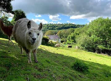 united-kingdom/dyfed/attraction/pembrokeshire-llama-sanctuary-2