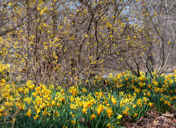 indiana/michiana/landmark/wellfield-botanic-gardens