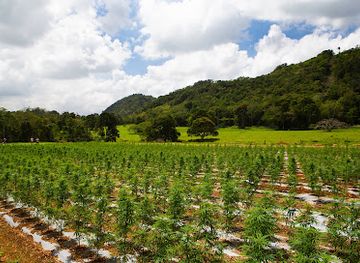 jamaica/liguanea-plains/landmark/jacana