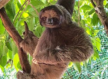 honduras/roatan/landmark/aj-s-monkeys-and-sloths