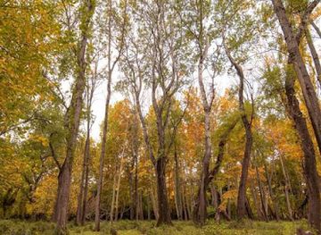 georgia/kvemo-kartli/landmark/rustavi-forest