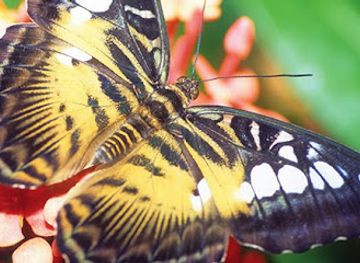 louisiana/honey-island-swamp/landmark/audubon-insectarium