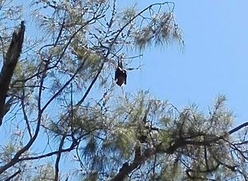 tonga/lofanga/landmark/pua-ko-fanongo-talanoa-flying-foxes