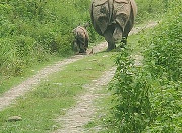 nepal/chitwan-national-park/landmark/chitwan-jungle-safari-tour