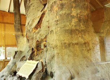 indiana/kokomo/landmark/sycamore-stump-old-ben