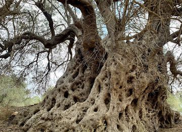 greece/crete/landmark/monumental-centuries-old-olive-tree