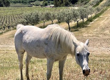 france/luberon/landmark/luberon-wine-gourmet