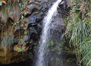 grenada/annandale-falls/landmark/wild-orchid