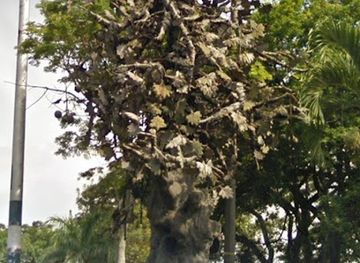 colombia/cali/landmark/arbol-de-la-vida