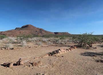 namibia/namib-desert/landmark/petrified-forest