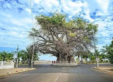 madagascar/majunga/soavita/landmark/le-baobab-de-majunga