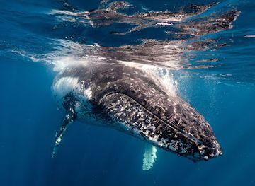 australia/jervis-bay/landmark/dive-jervis-bay