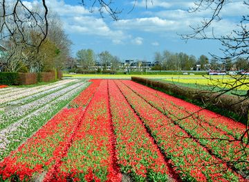 netherlands/bollenstreek/landmark/keukenhof-forest