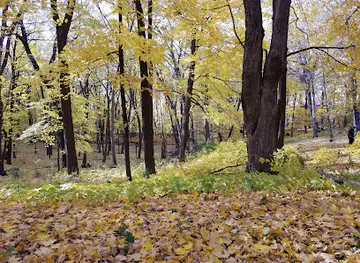 The Big Woods Preserve