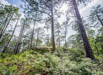louisiana/kisatchie-national-forest/landmark/kisatchie-hills-wilderness