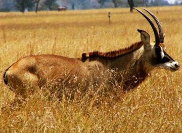 kenya/north-eastern-province/landmark/ruma-national-park