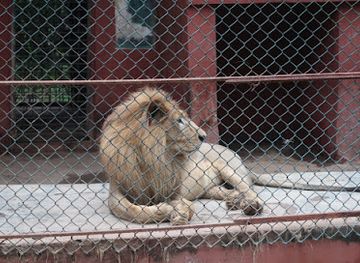 nigeria/benin-kingdom/landmark/ogba-zoo-benin-city