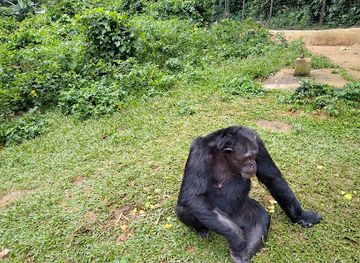cameroon/mefou-national-park/landmark/parc-de-la-mefou-ape-action-africa