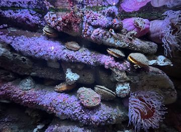 california/monterey/monterey-bay-aquarium/landmark/monterey-bay-habitats