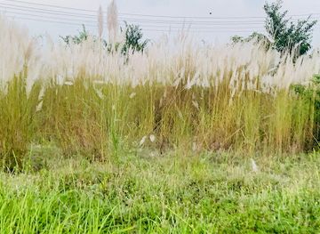 bangladesh/khulna/landmark/fultola-housing-estate-kashban