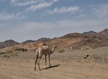 saudi-arabia/tabuk/landmark/camel-gathering