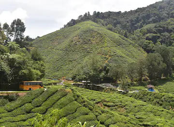 Boh Tea Plantation