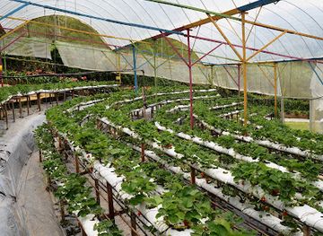 malaysia/pahang/landmark/highlands-apiary-farm-bee-farm-strawberry-farm