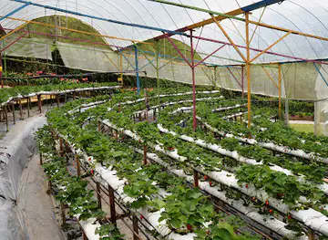 Highlands Apiary Farm, Bee Farm, Strawberry Farm
