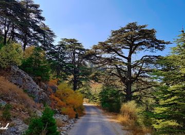 lebanon/chouf/landmark/shouf-cedars