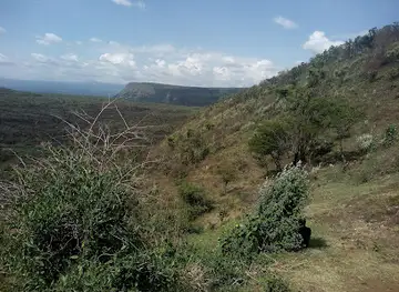 Menengai Forest