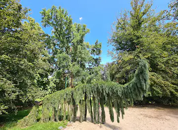 Spektakulärer Baum