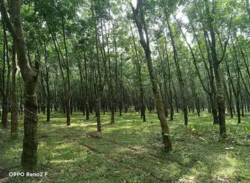 Sontospur Rubber Garden