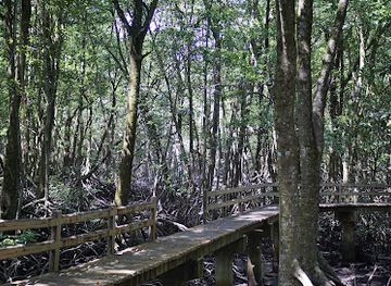 brunei/pulau-selirong-forest-reserve/landmark/pulau-selirong