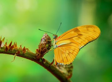 costa-rica/jaco/landmark/royal-butterflies