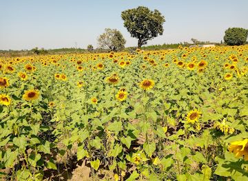 uganda/gulu/landmark/hacienda-mombera