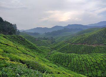 india/munnar/landmark/munnar-scenery